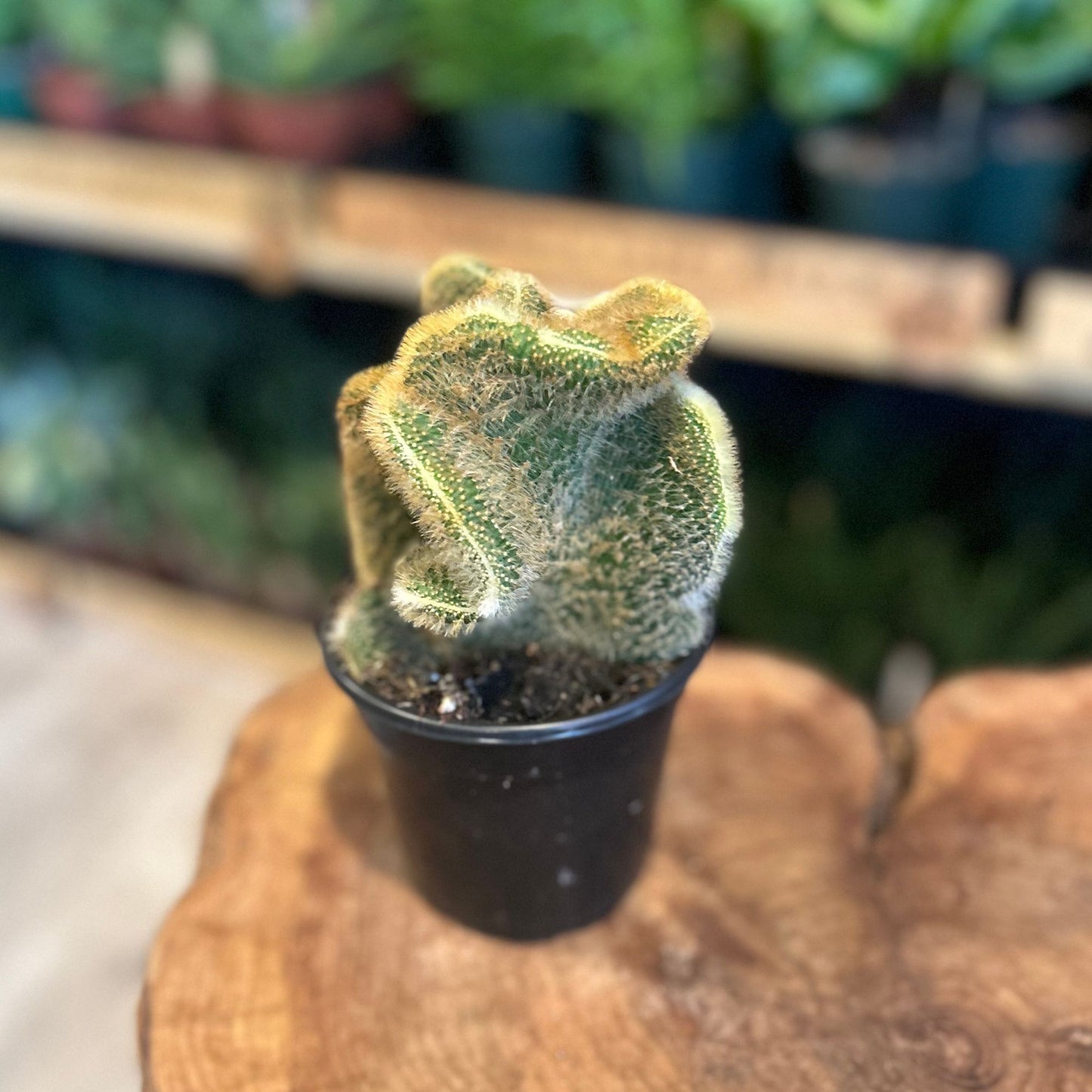 Golden Rat Tail Crested Cactus 4"