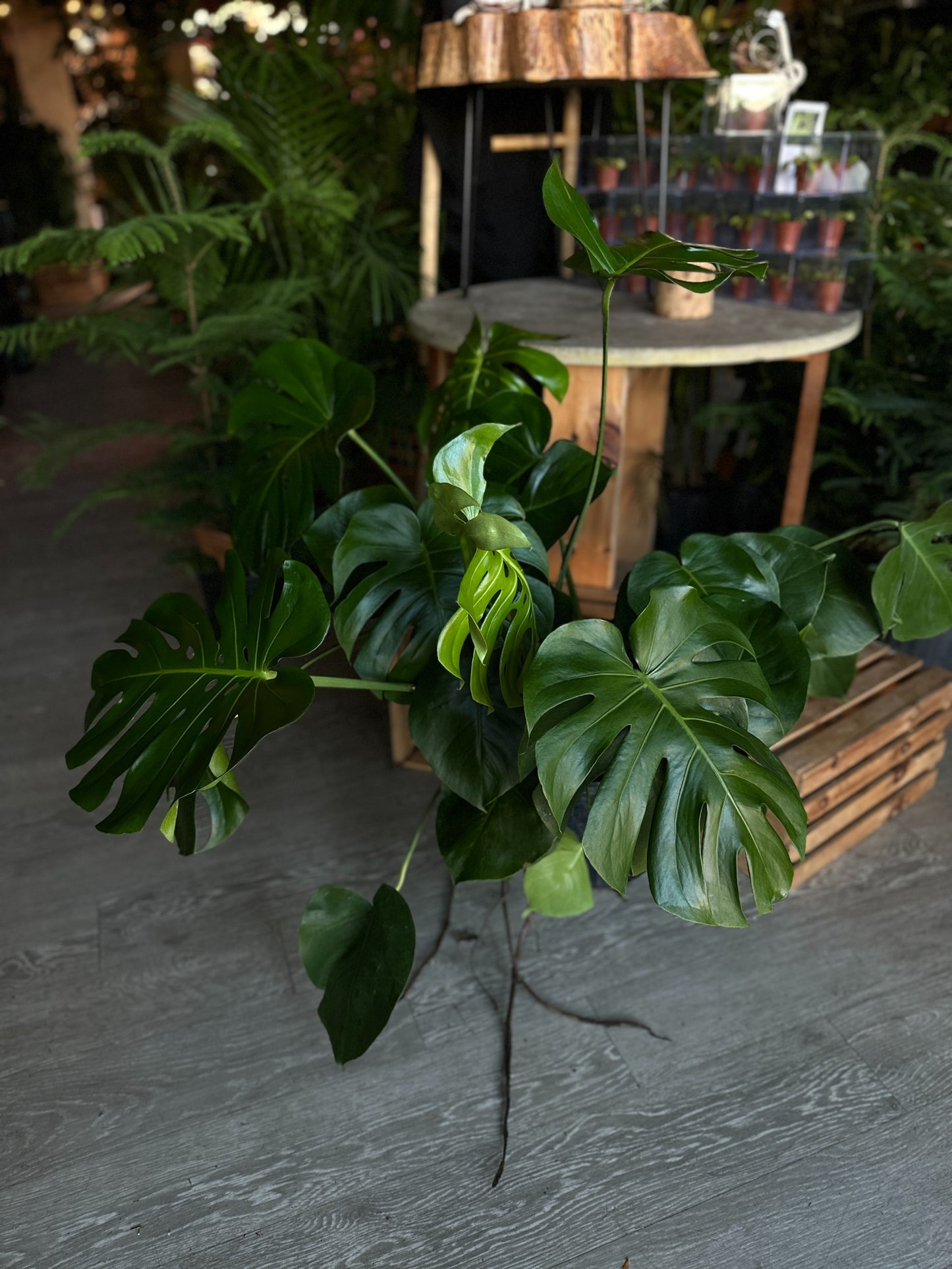 Monstera Deliciosa 10"