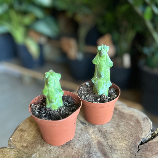 Boobie Cactus 3"