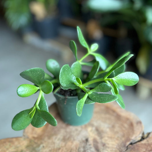 Crassula Jade 4"