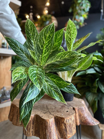 Aglaonema Golden Madonna 6”