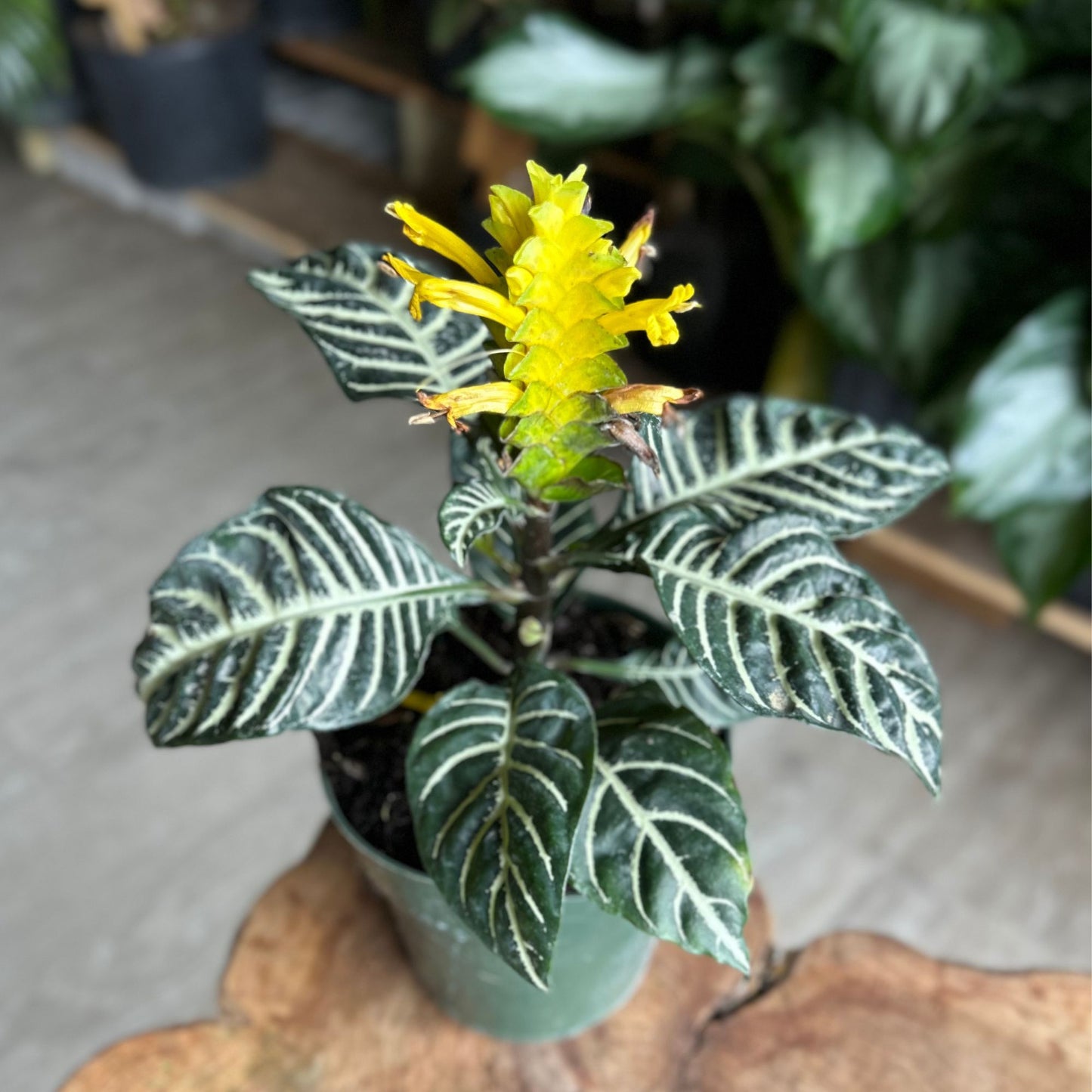 Zebra Plant 6"