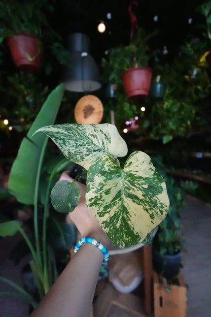 Monstera Mint 4"
