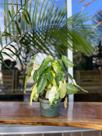 Philodendron Burle Marx Variegated 6”