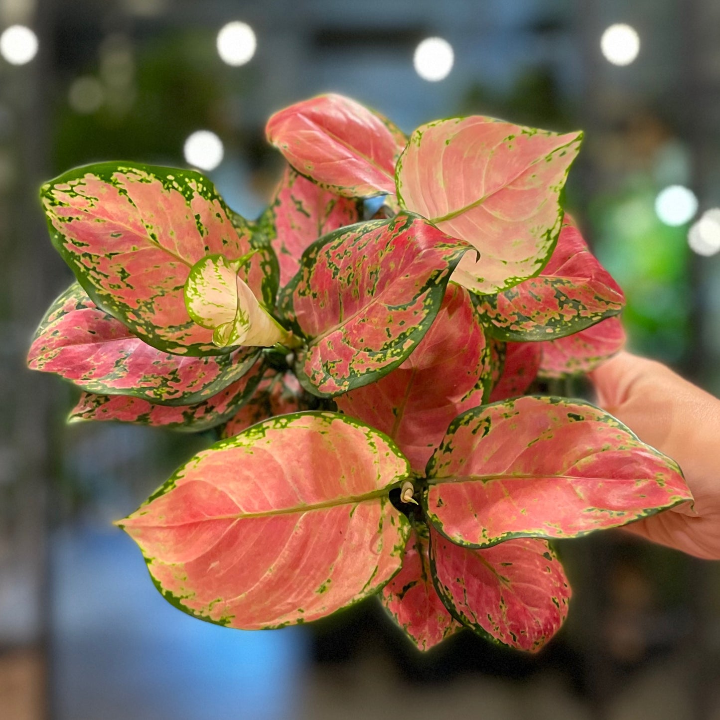 Aglaonema Beauty Pink 6"
