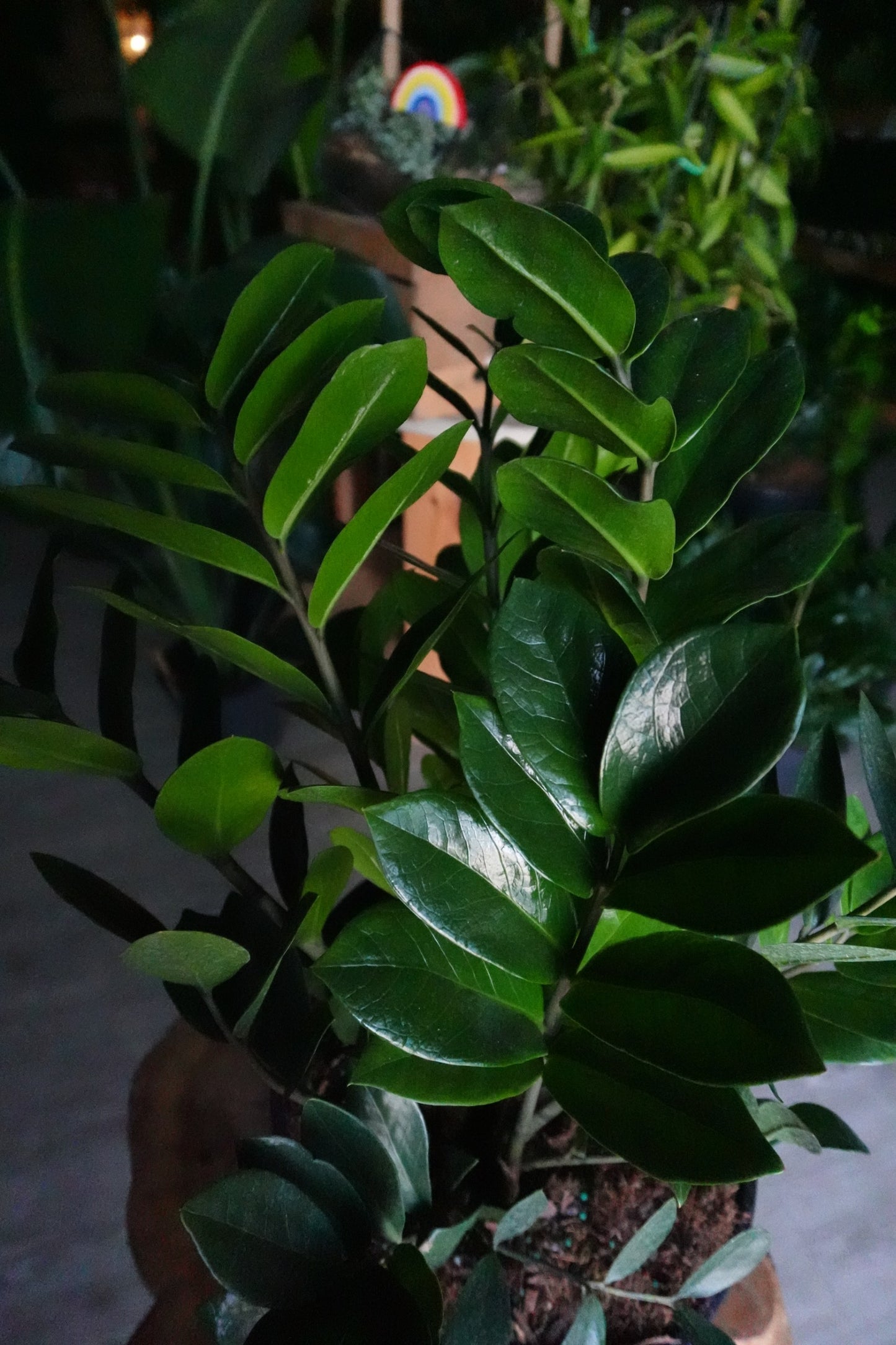 ZZ Plant 10”