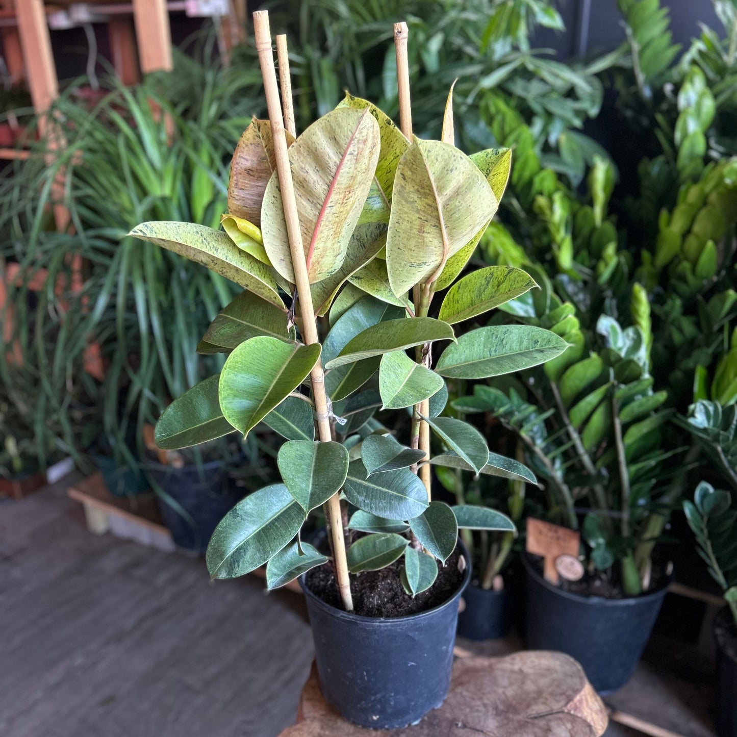 Ficus Moonshine Shivereana 10"