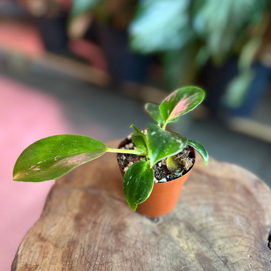 Philodendron White Wizard 2”