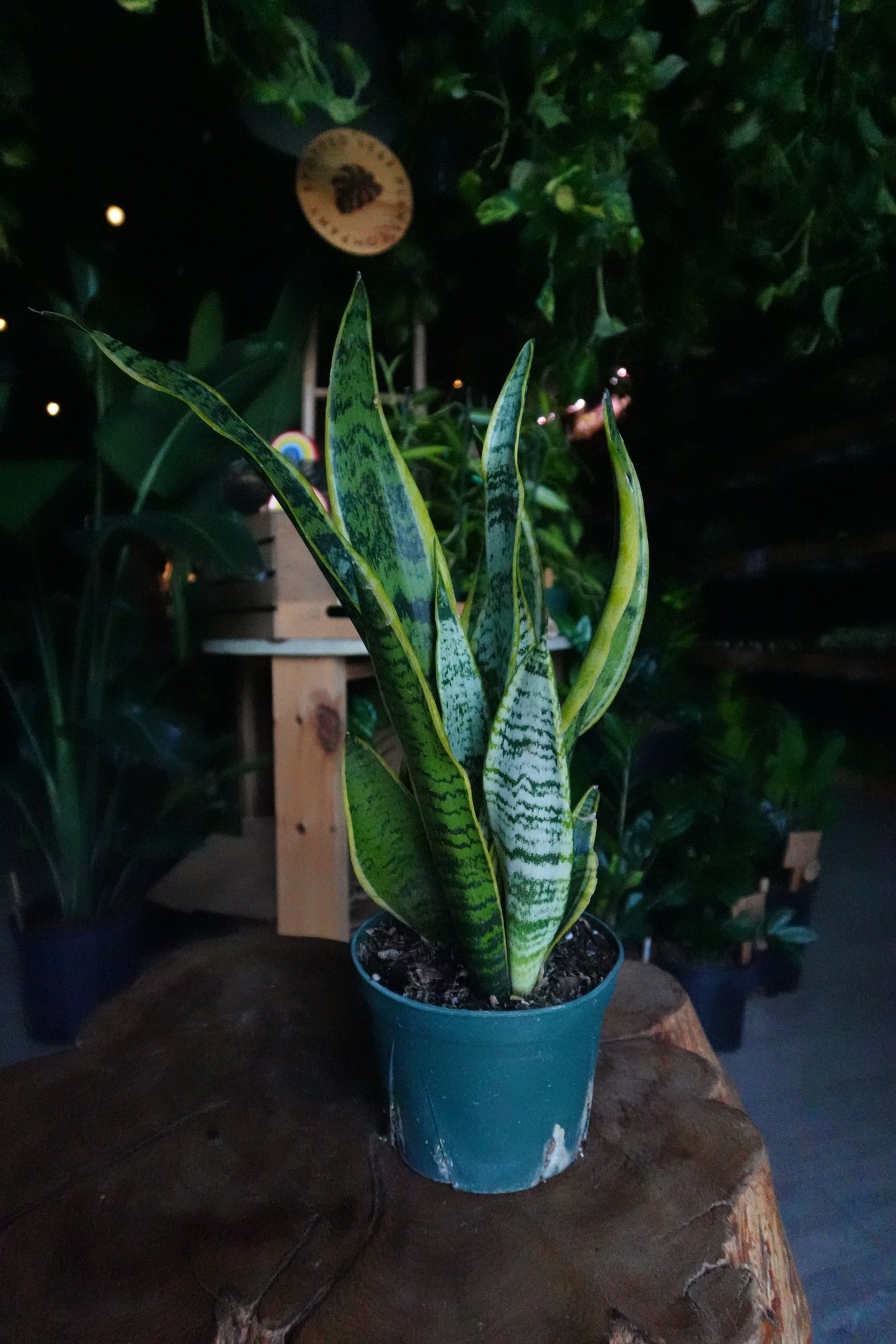 Sansevieria Laurentii (Snake Plant) 6"