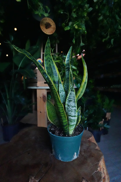 Sansevieria Laurentii (Snake Plant) 6"