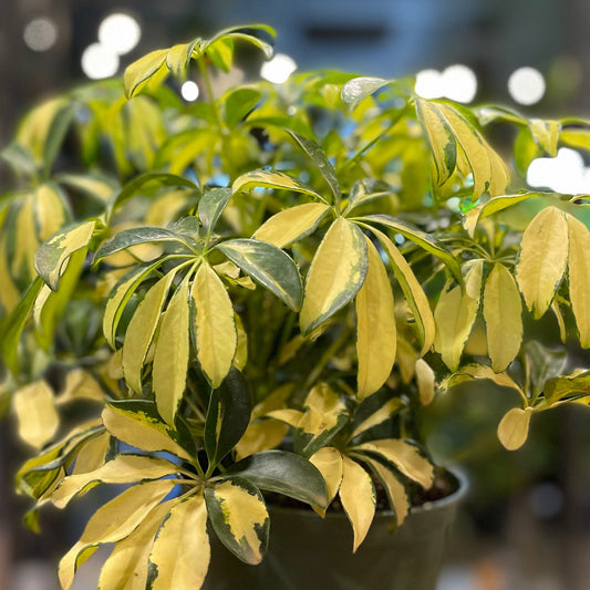 Umbrella Tree Trinette 6”