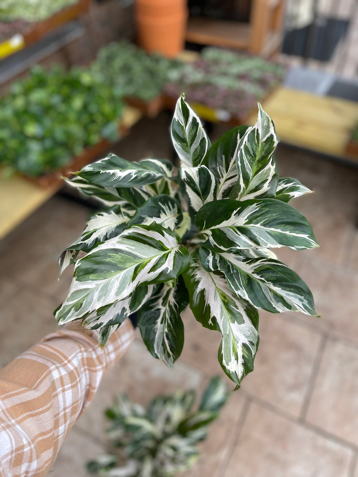 Calathea Stella 6”