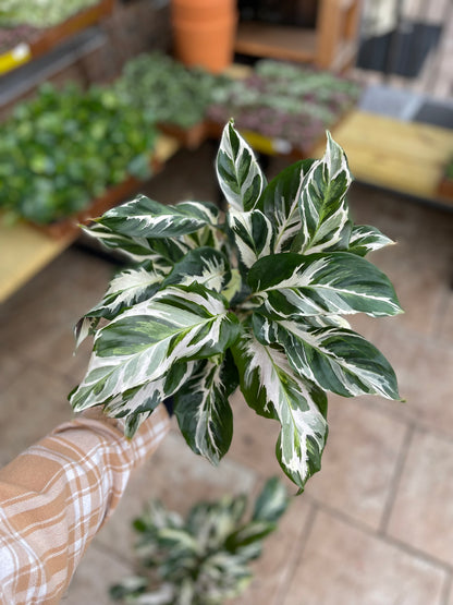 Calathea Stella 6”