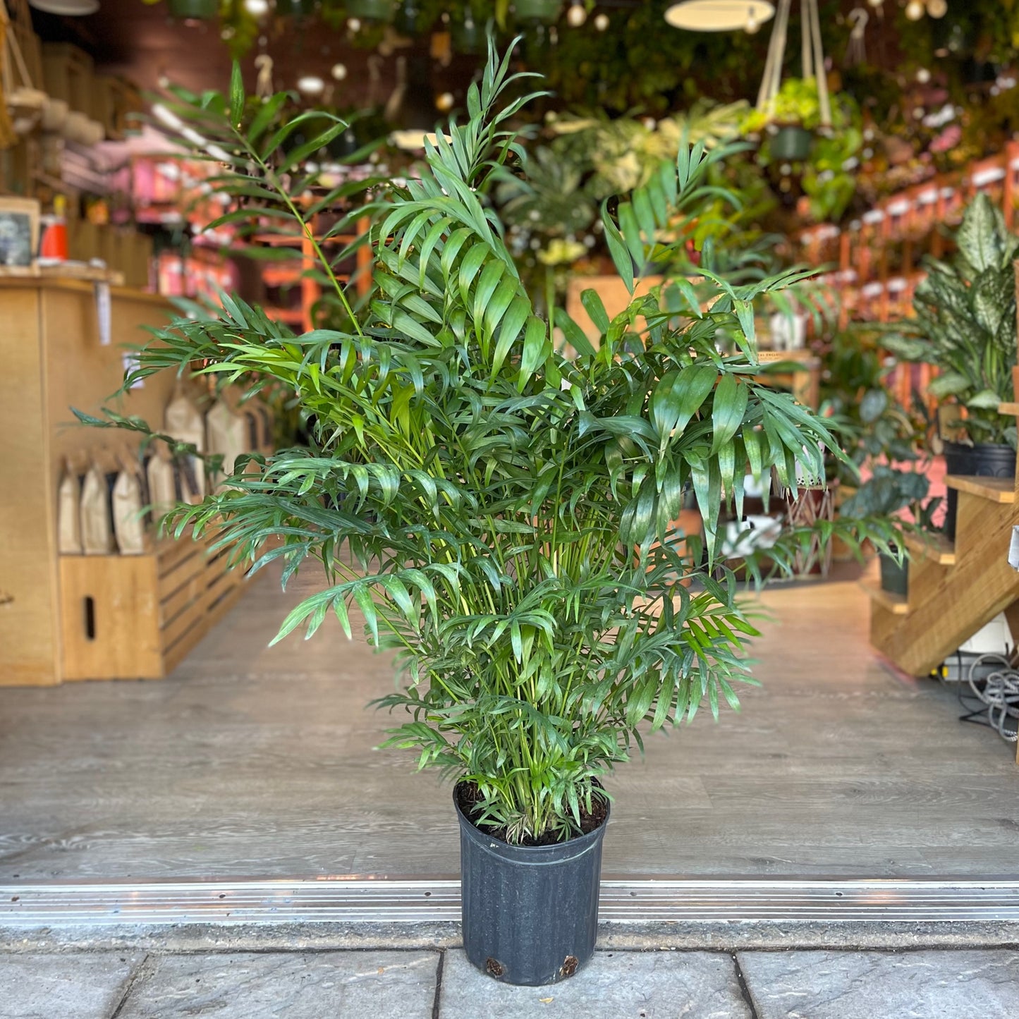 Bella Palm 8”