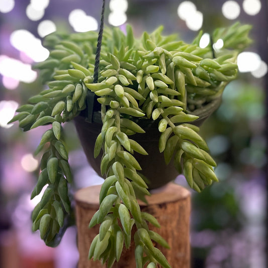 Sedum Donkey's Tail HB 6"