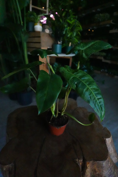 Philodendron Paraiso Verde 4"