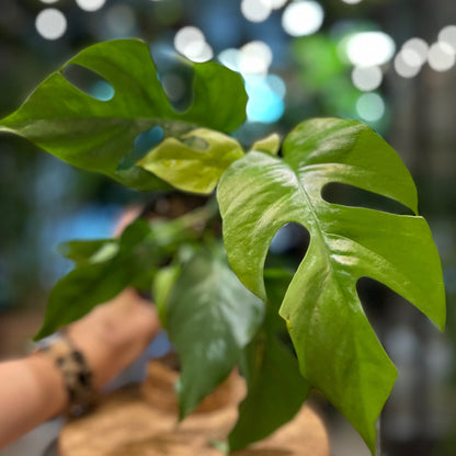Monstera Minima (Rhaphidophora Tetrasperma) 4"