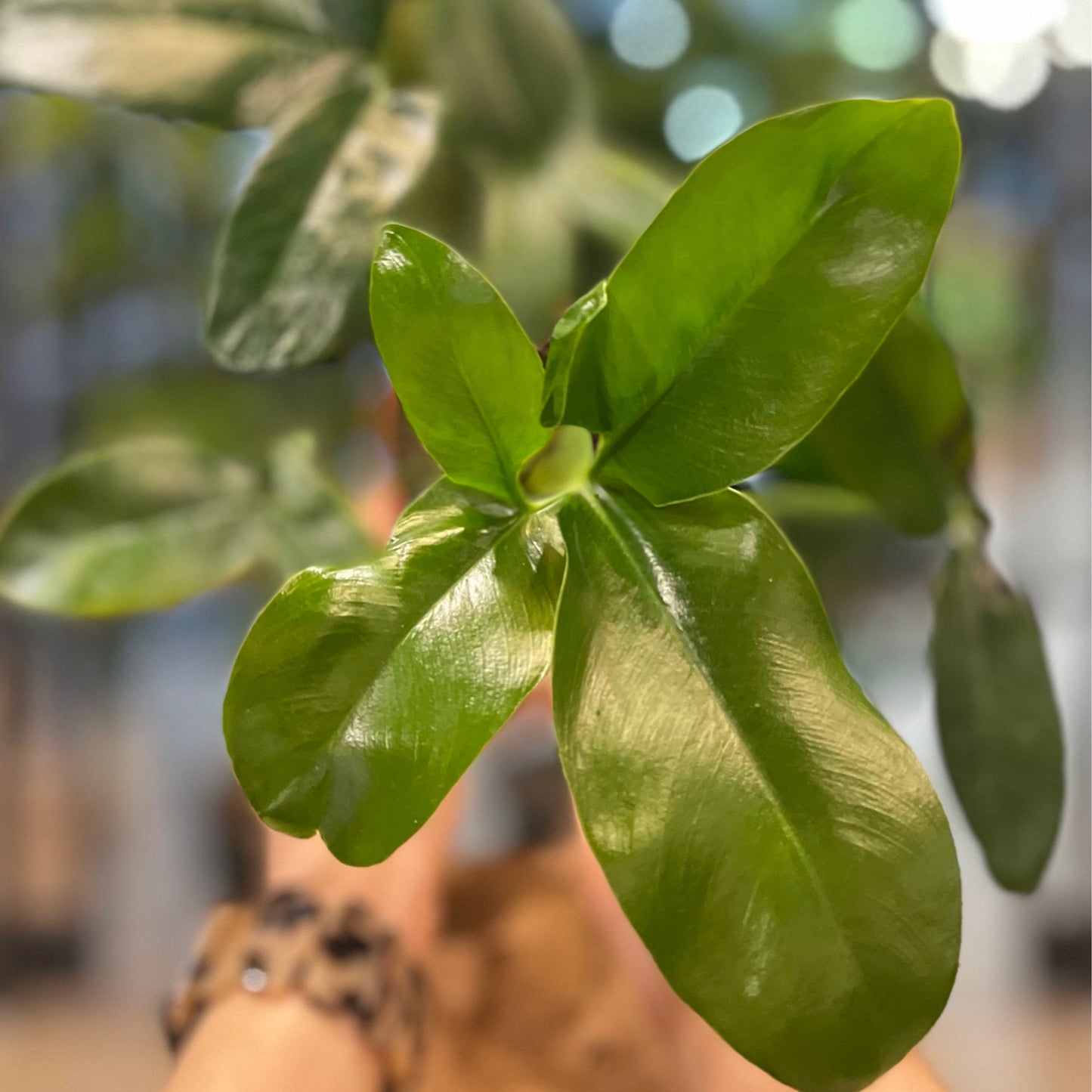 Philodendron Goeldii 4”