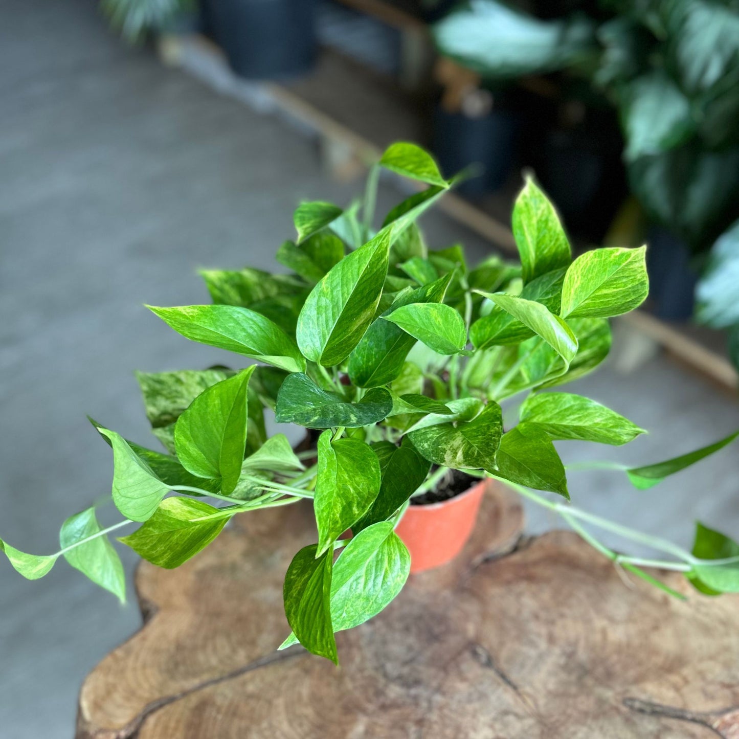 Neon Queen Pothos 6”