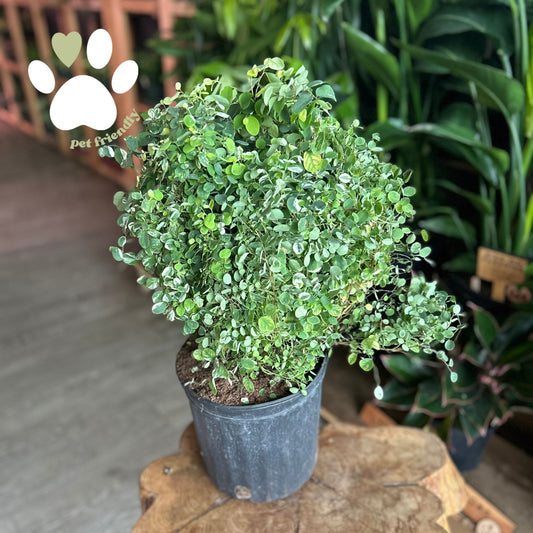 Breynia Disticha Snow Bush 8"