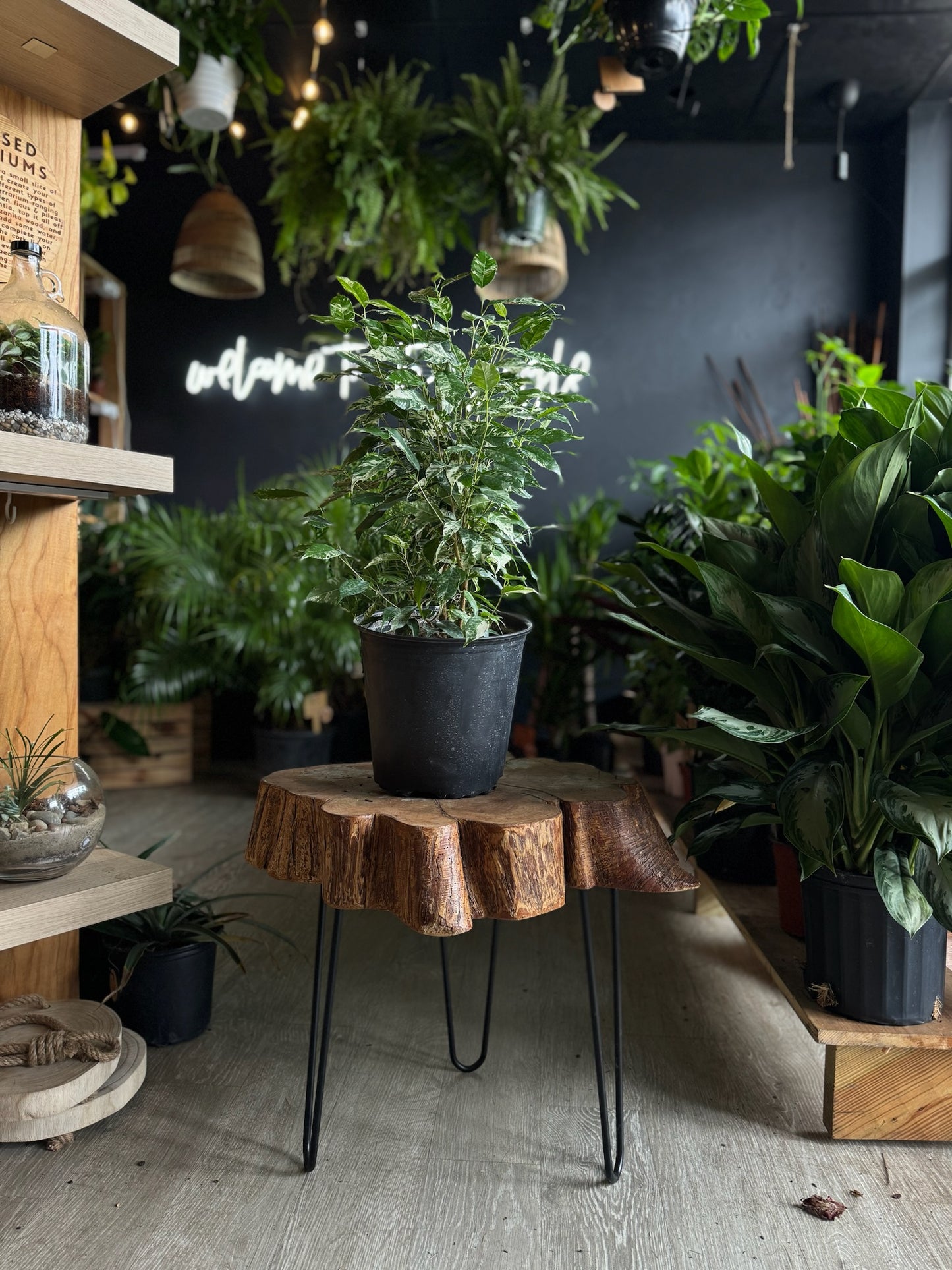 Ficus El Dorado 8”