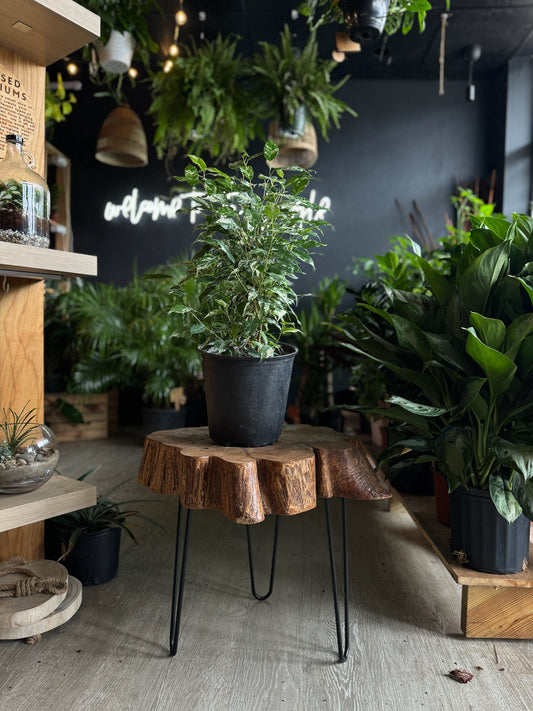 Ficus El Dorado 8”