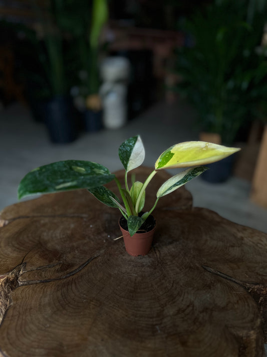 Philodendron Congo Nuclear 2"