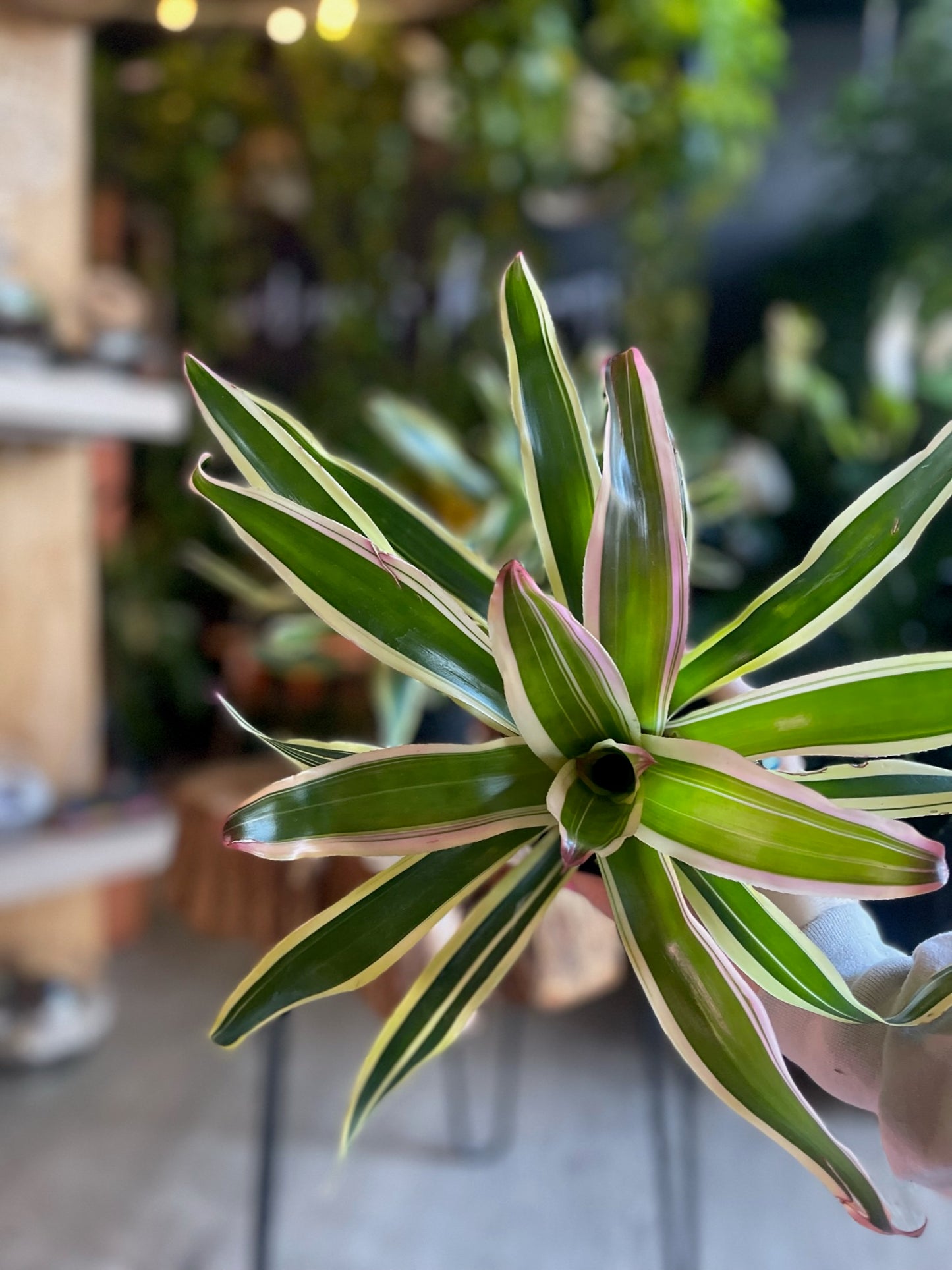 Bromeliad Franca 4”