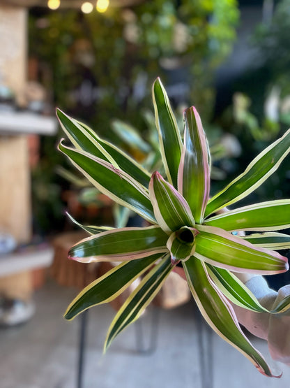 Bromeliad Franca 4”