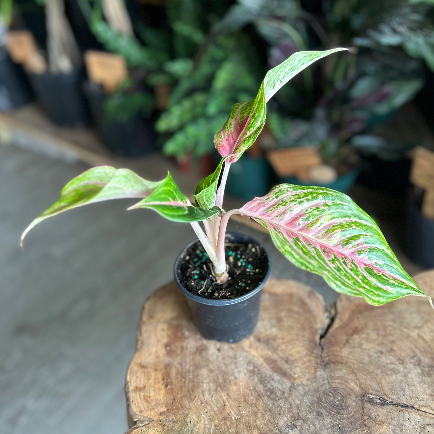Aglaonema Mahanakorn 4"