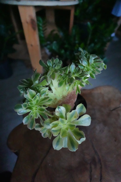 Aeonium Crested 4"