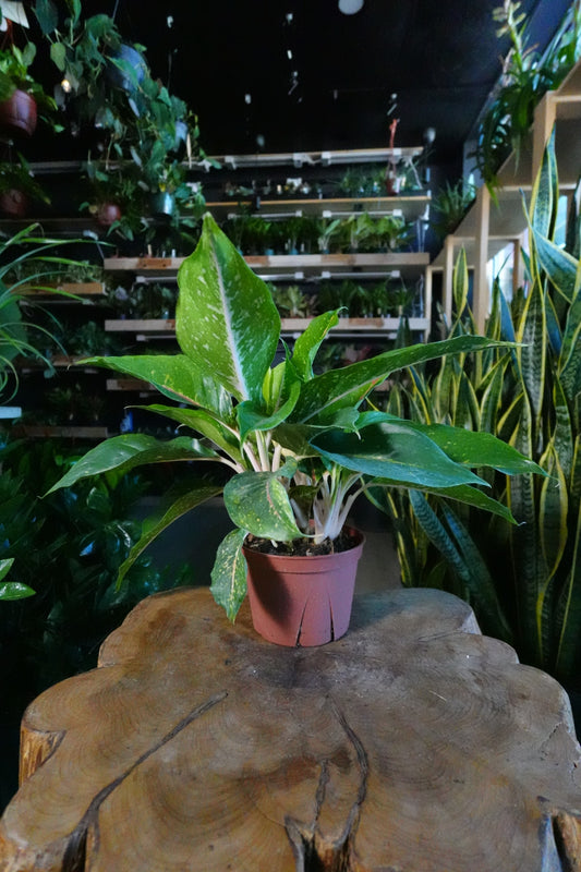 Aglaonema Katrina 6"