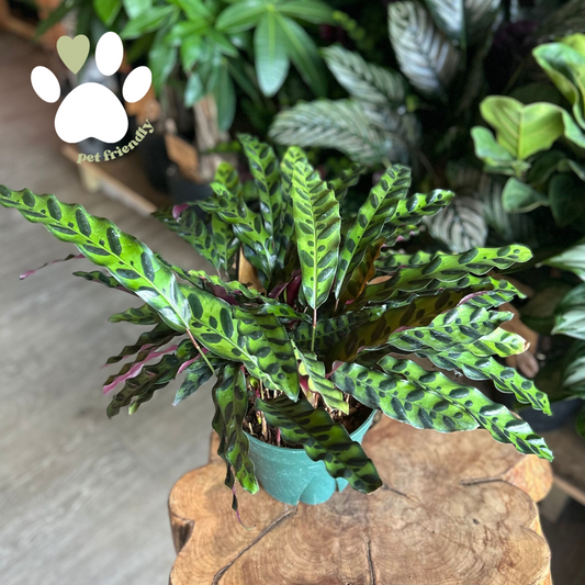 Rattlesnake Calathea 8”