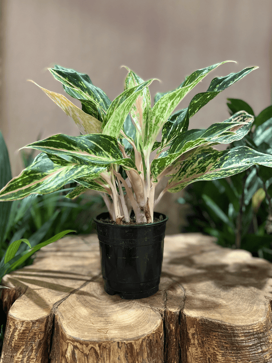 Aglaonema Golden Papaya 5"