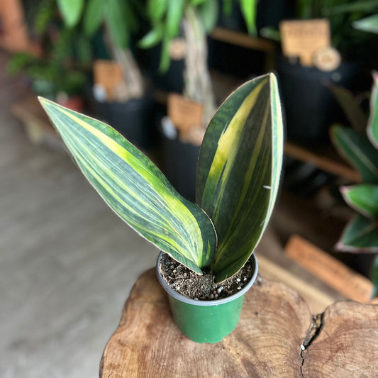 Sansevieria Whale Fin Variegated 4"