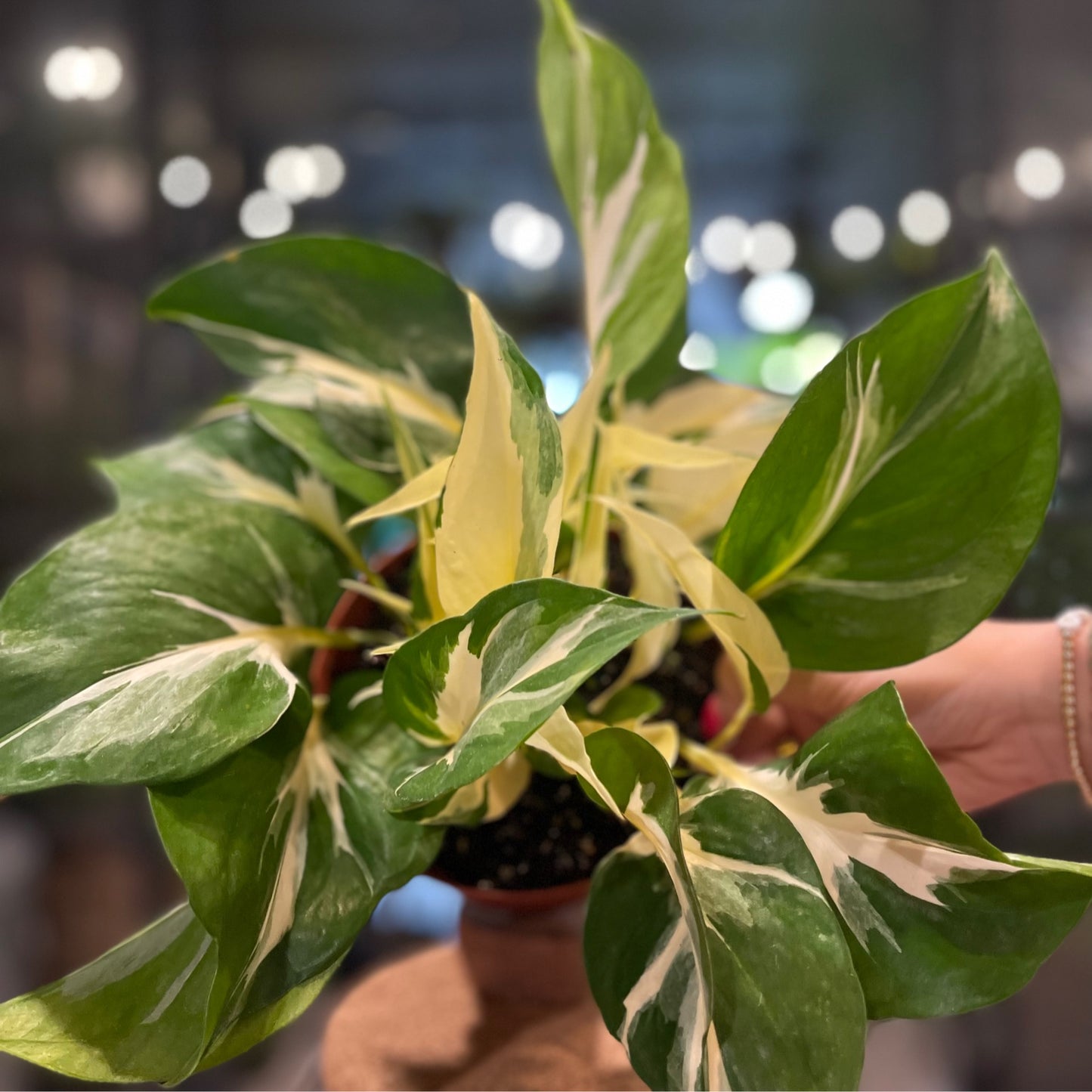 Pothos Manjula 6”