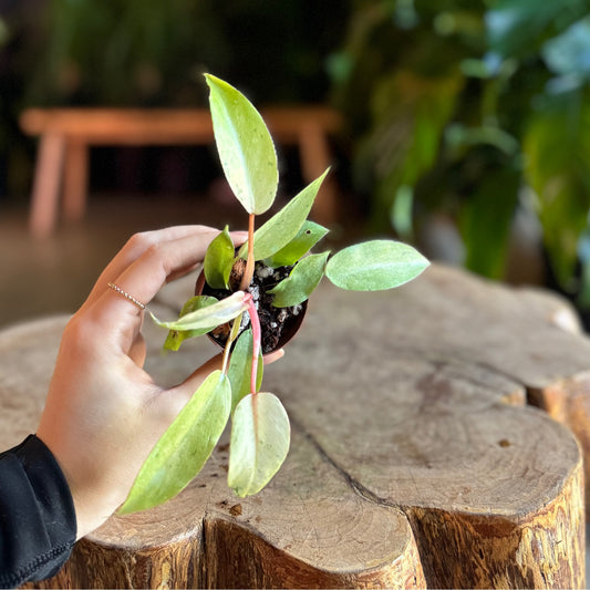 Philodendron Snowdrift 2”