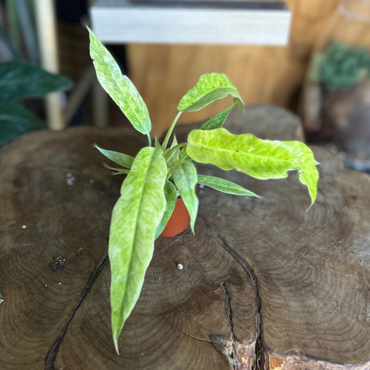 Philodendron Golden Serratum Marble 2"