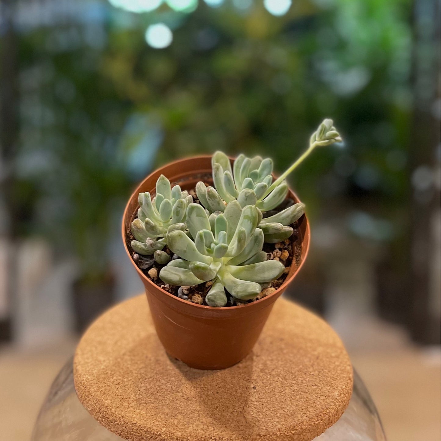 Assorted Succulents 4"