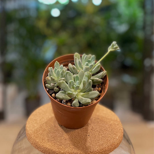 Assorted Succulents 4"
