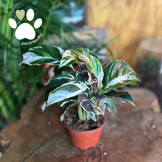Calathea Fusion White 4"
