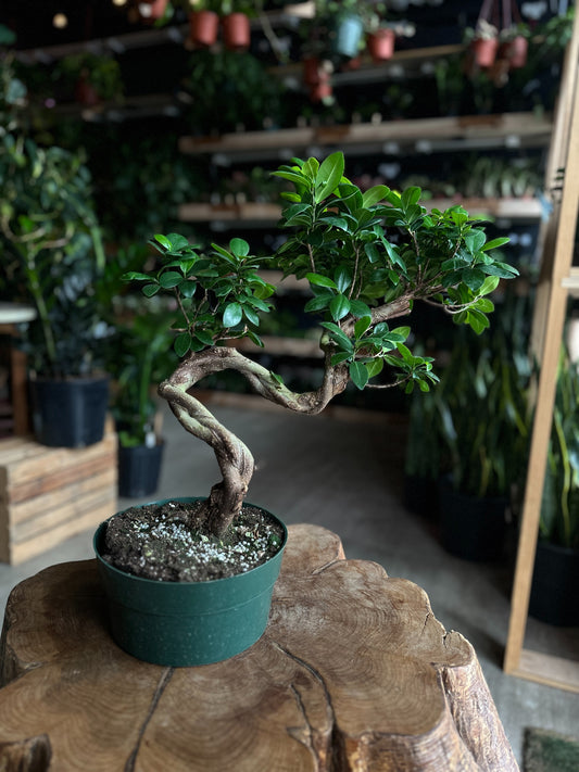 Ficus Microcarpa S-Bonsai 8"