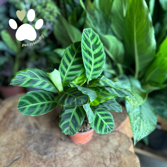 Calathea Zebrina 4"