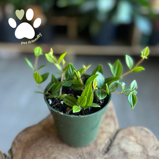 Peperomia Funky Frog 4"