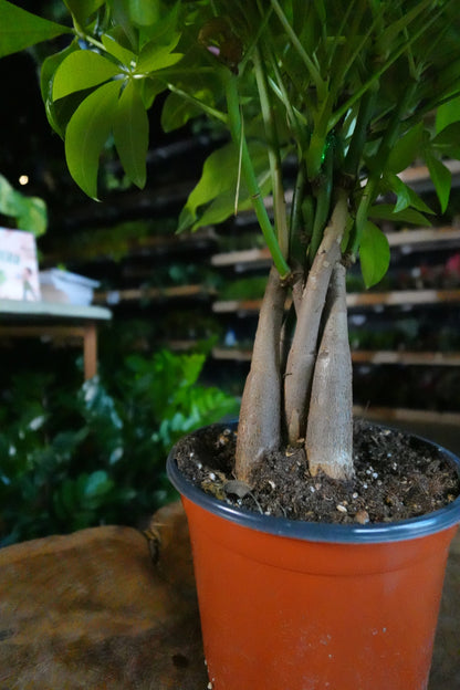 Money Tree Braided 6"