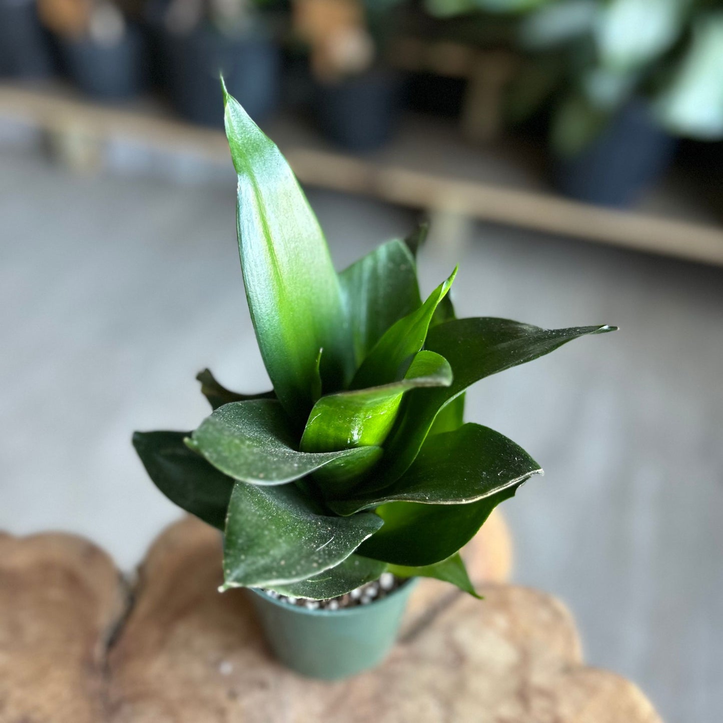 Sansevieria Star Power 4”
