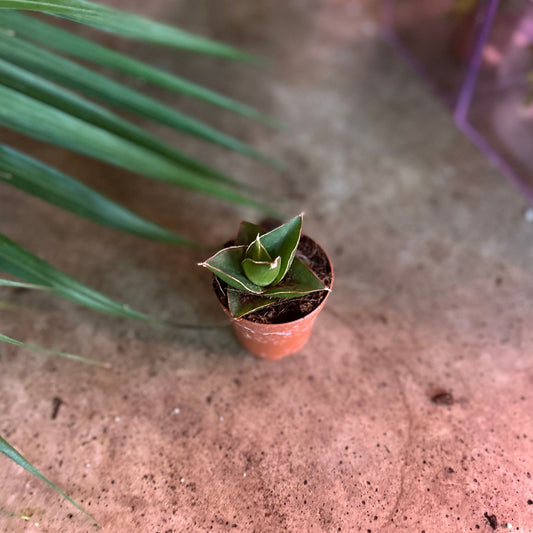 Sansevieria Blue Tower 2"