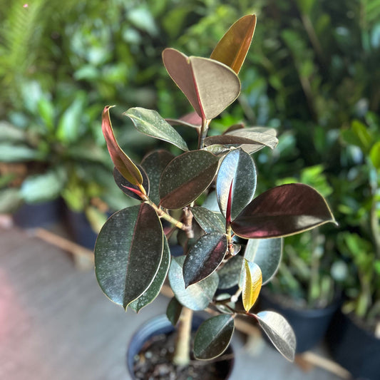 Ficus Burgundy 8” Short