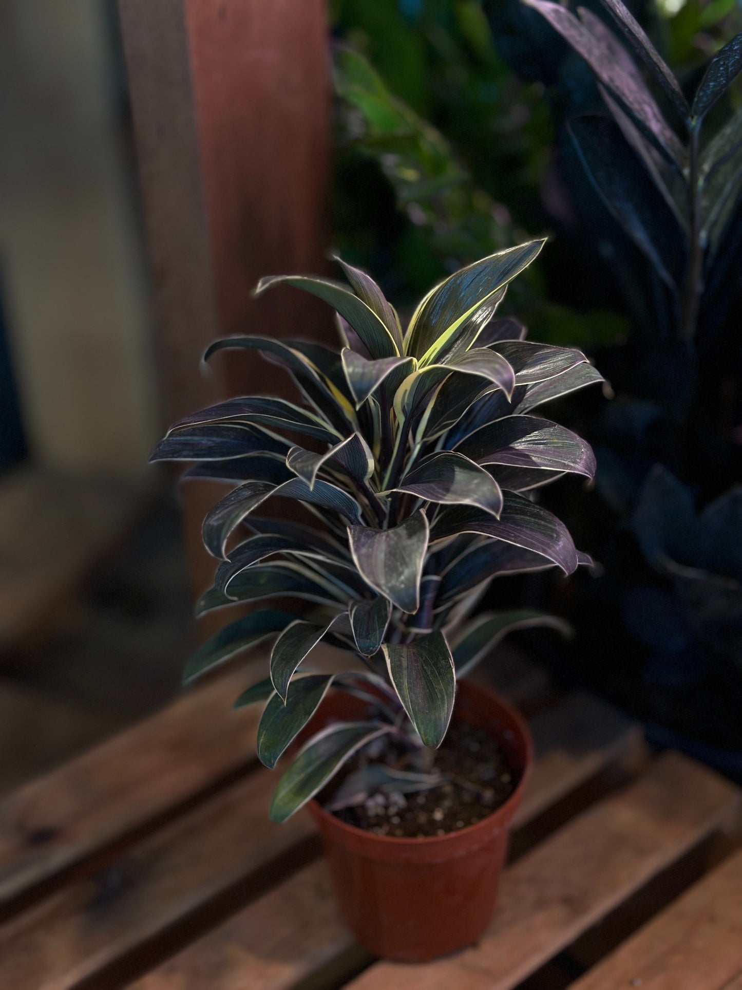 Cordyline Chocolate Queen 4"
