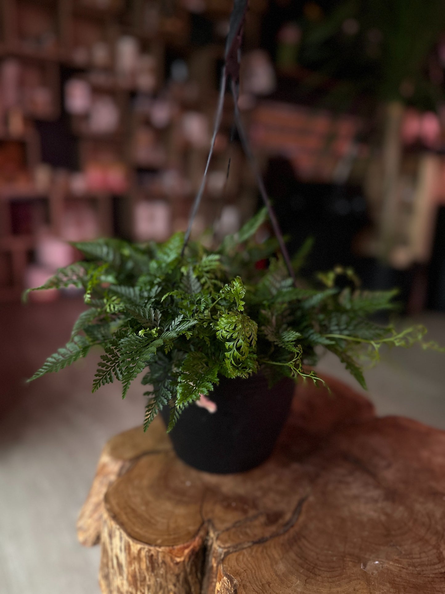 Rabbit Foot Fern 8" HB